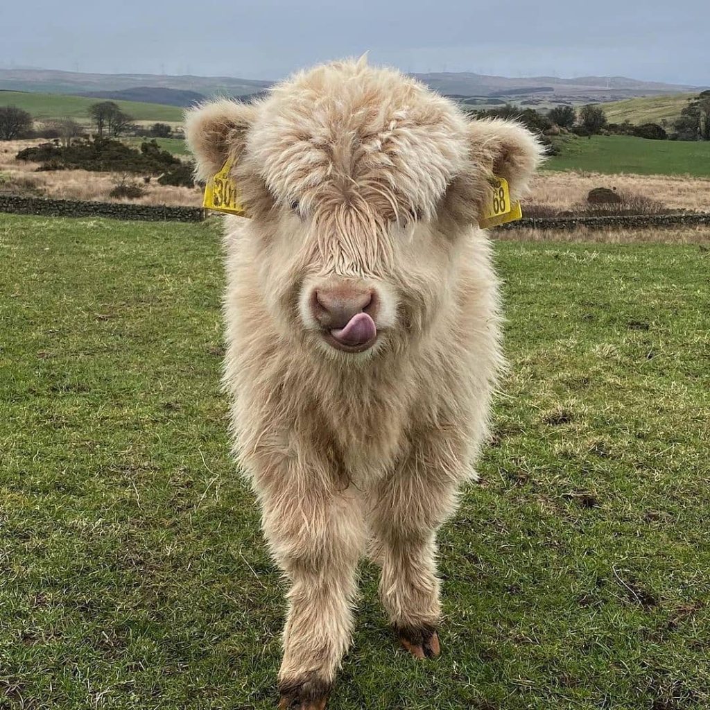 Mini Highland Cow