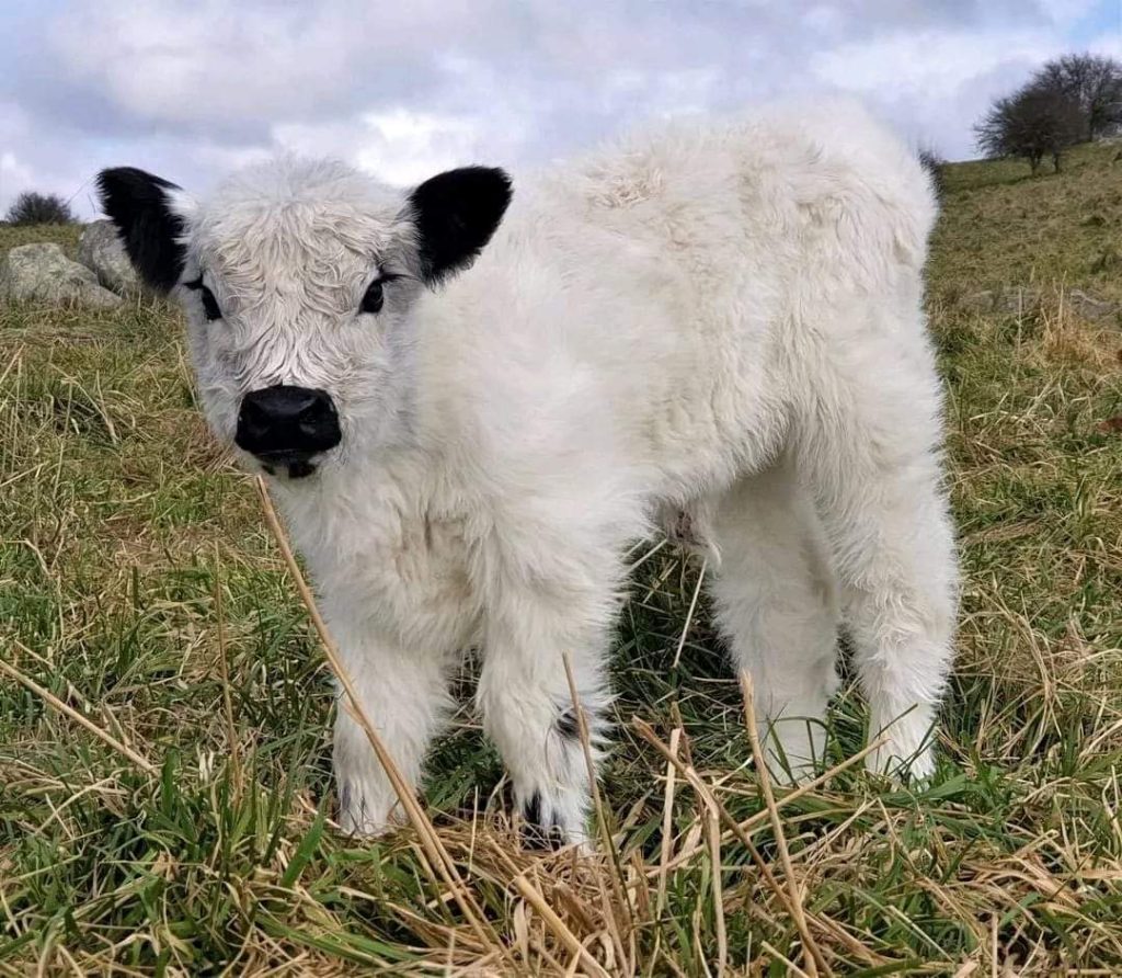 Mini Highland Cattle