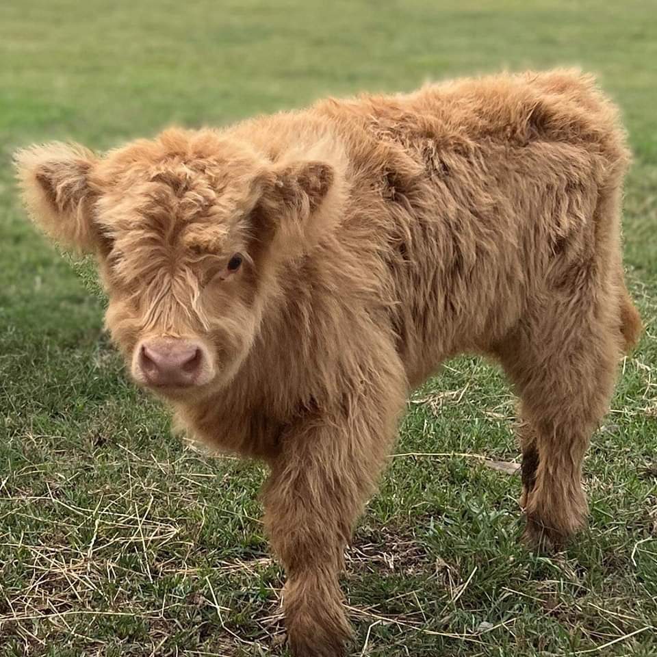 Mini Highland Cattles