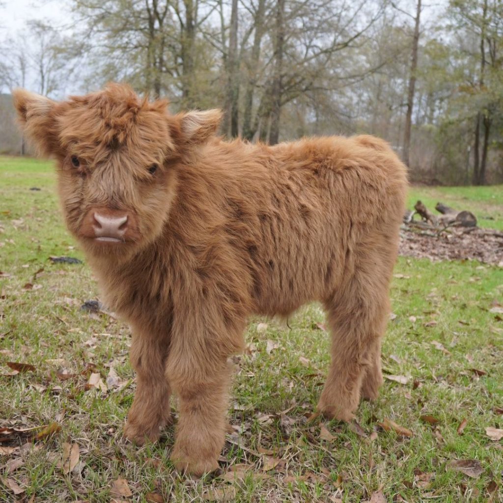 Micro/Mini Highpark Heifer