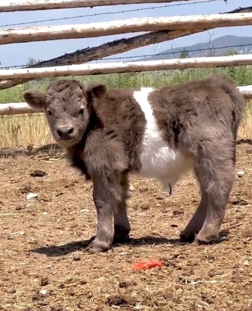 Belted Galloway calf