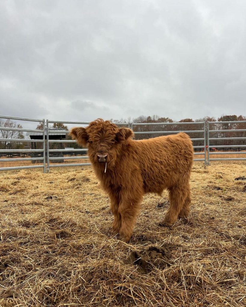 Mini highland calf