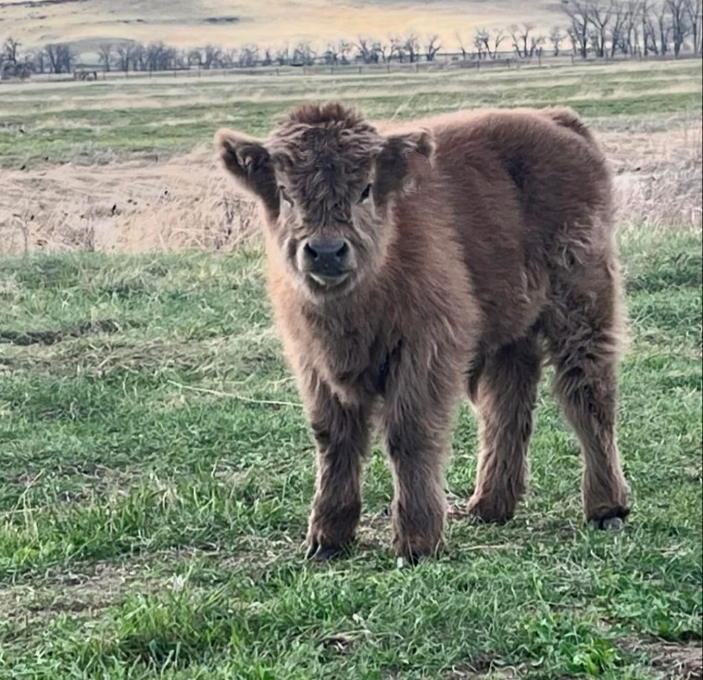 Miniature Highland