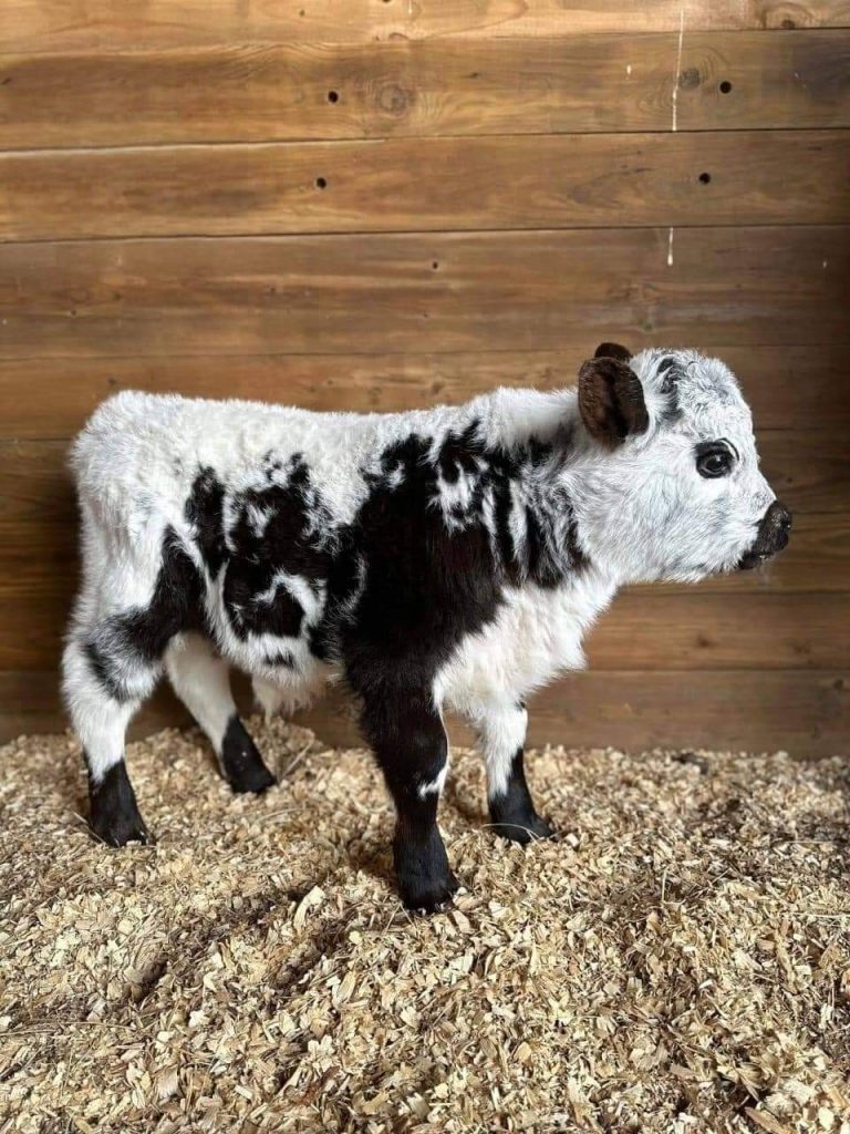 micro/mini Highpark bull