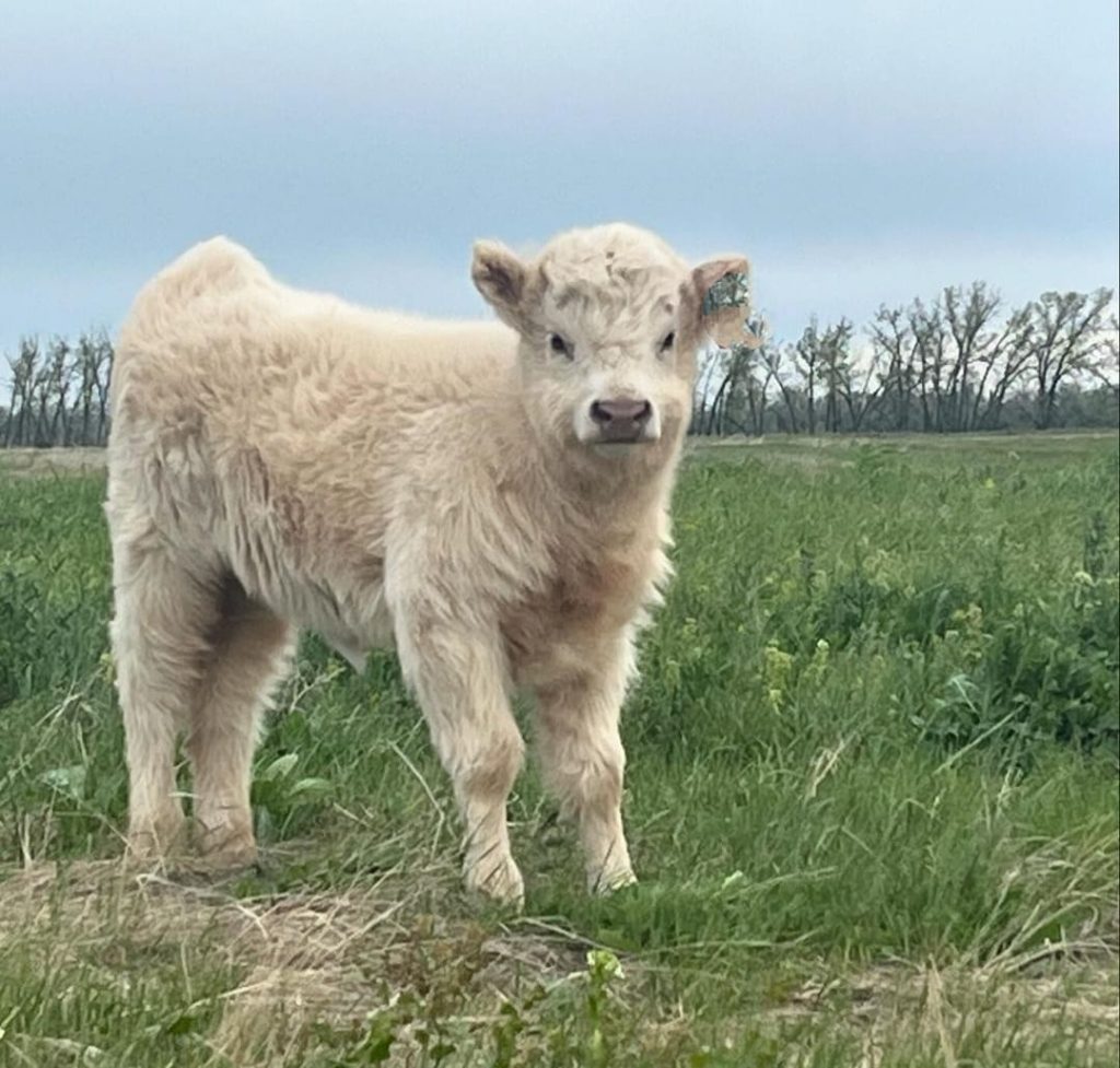 Micro Mini Highland Cattle