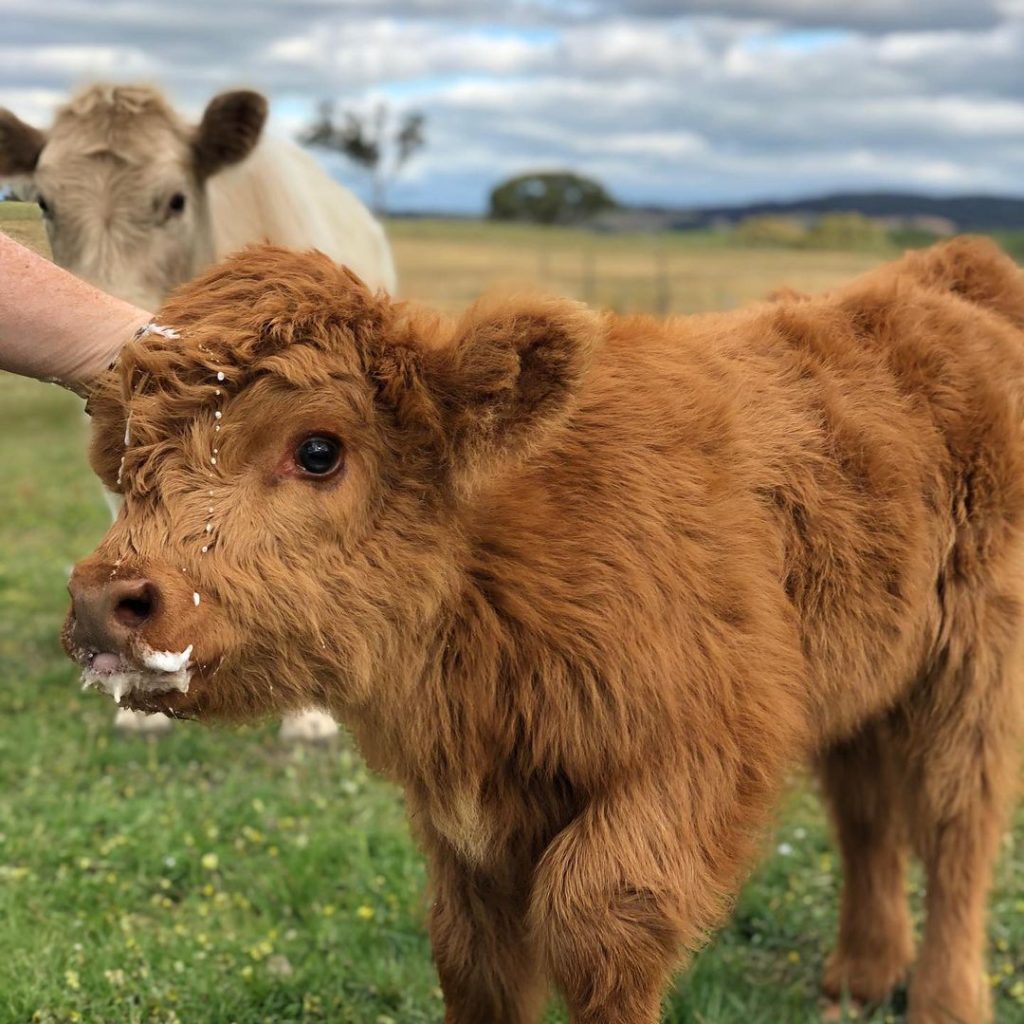 Miniature Highland Cattle