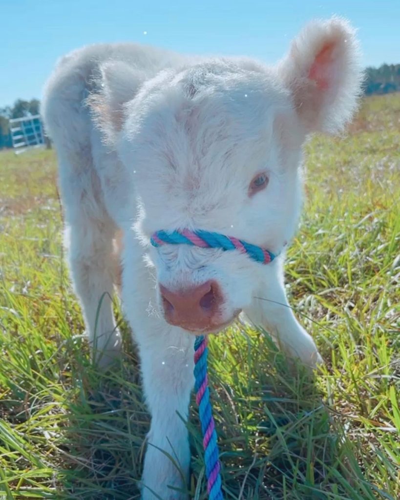 Miniature Highland Cow